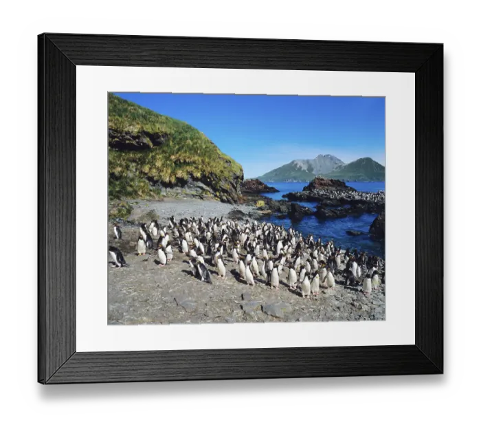 Framed Print : Macaroni Penguins (Eudyptes chrysolophus)
