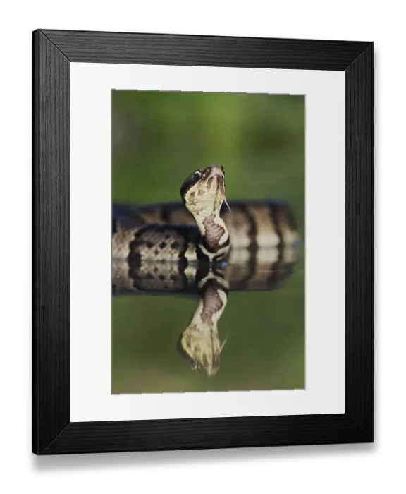 Framed Print : Western Cottonmouth (Agkistrodon piscivorus leucostoma)