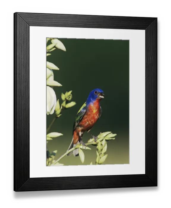 Framed Print : Painted Bunting (Passerina ciris)