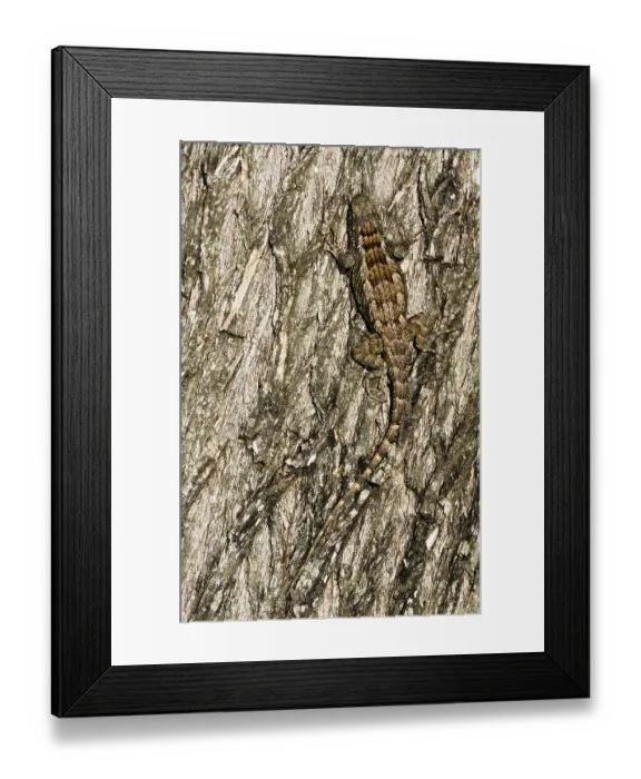 Framed Print : Texas Spiny Lizard (Sceloporus olivaceus)