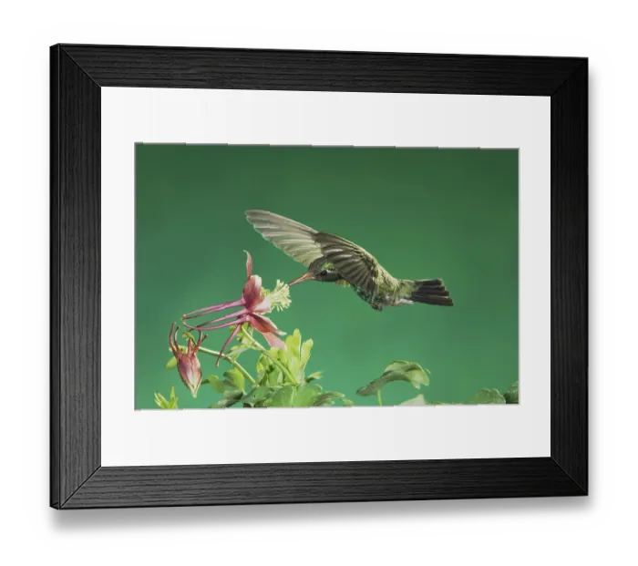 Framed Print : Broad-billed Hummingbird (Cynanthus latirostris)