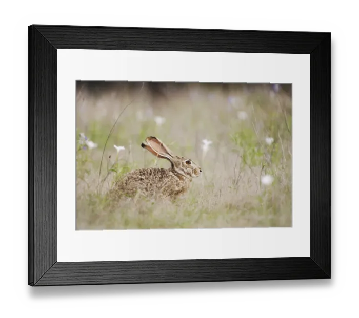 Framed Print : Black-tailed Jackrabbit (Lepus californicus) Framed Print : Black-tailed Jackrabbit (Lepus californicus)
