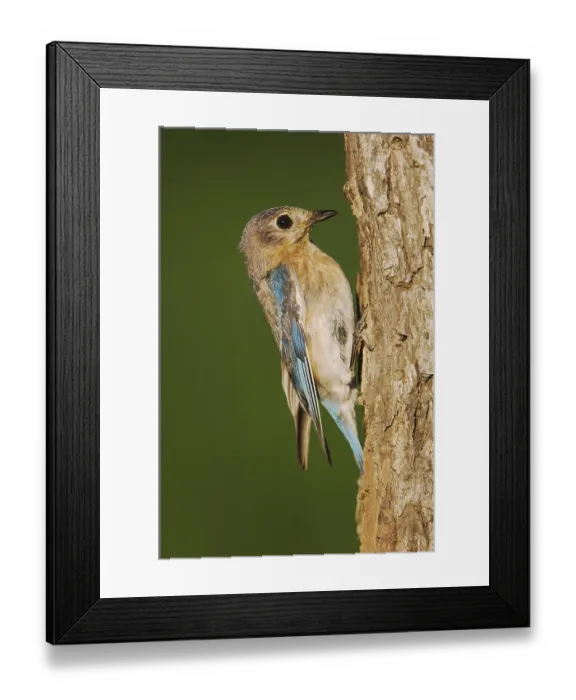 Framed Print : Eastern Bluebird (Sialia sialis)