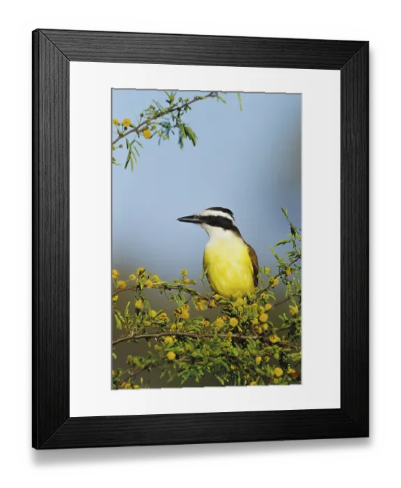 Framed Print : Great Kiskadee (Pitangus sulphuratus) Framed Print : Great Kiskadee (Pitangus sulphuratus)