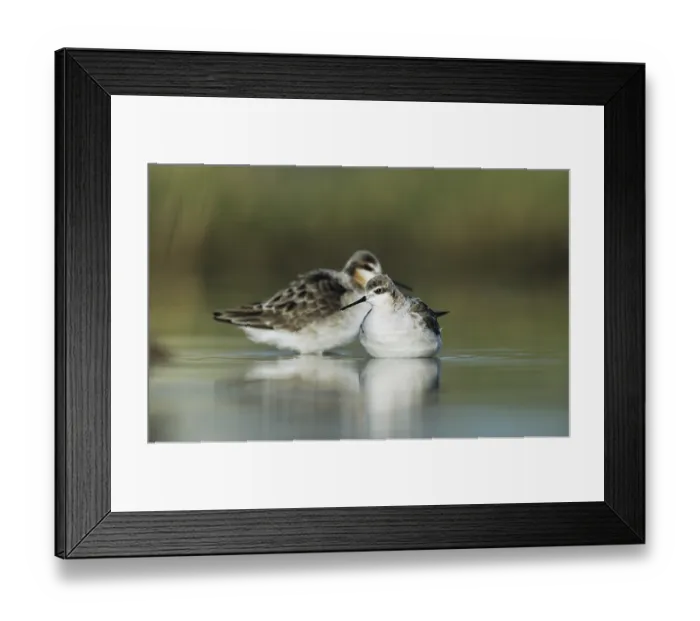 Framed Print : Wilson's Phalarope (Phalaropus tricolor) Framed Print : Wilson's Phalarope (Phalaropus tricolor)