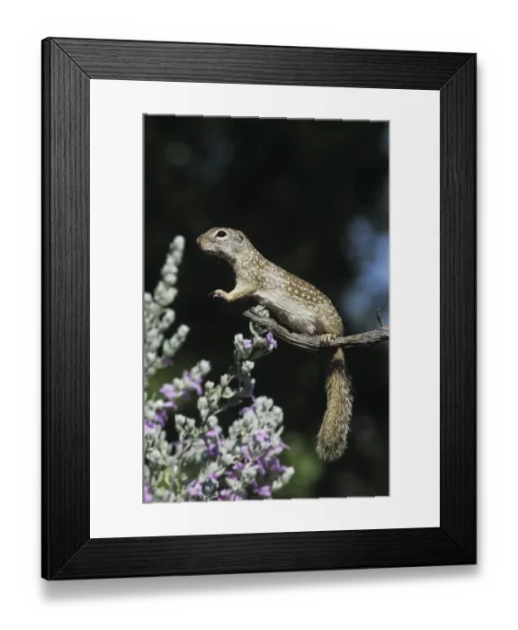 Framed Print : Mexican Ground Squirrel (Spermophilus mexicanus) Framed Print : Mexican Ground Squirrel (Spermophilus mexicanus)