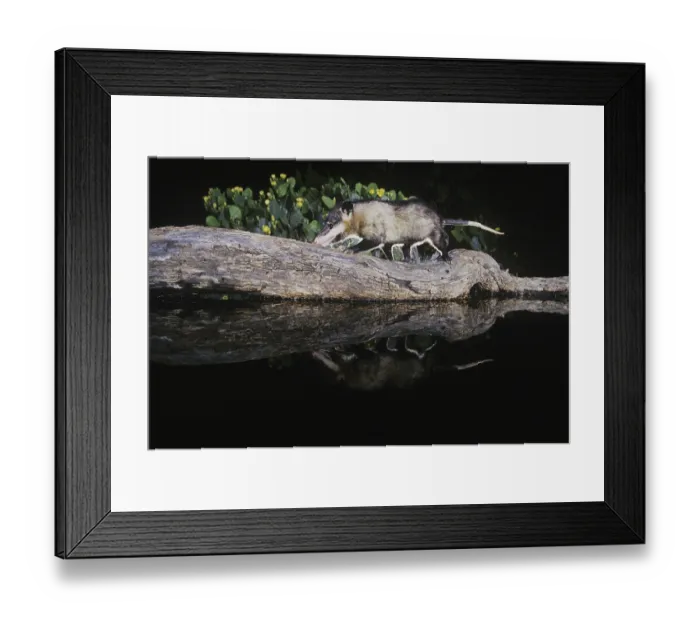 Framed Print : Virginia Opossum (Didelphis virginiana)