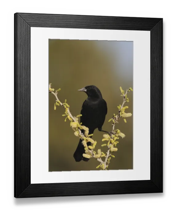 Framed Print : Red-winged Blackbird (Agelaius phoeniceus)
