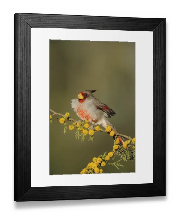 Framed Print : Pyrrhuloxia (Cardinalis sinuatus) Framed Print : Pyrrhuloxia (Cardinalis sinuatus)