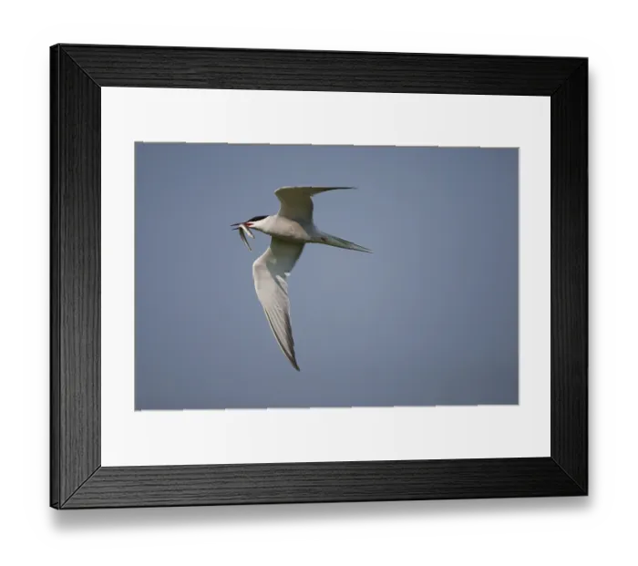 Framed Print : Common Tern (Sterna hirundo) in flight
