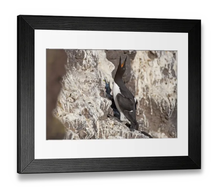 Framed Print : Common Murre or Common Guillemot (Uria aalge) Framed Print : Common Murre or Common Guillemot (Uria aalge)