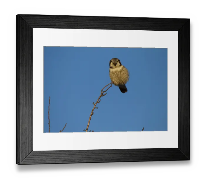 Framed Print : Hawk Owl (Surnia ulula), Saxony, Germany