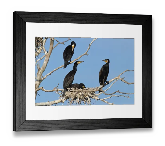 Framed Print : Great cormorant (Phalacrocorax carbo) at the nest