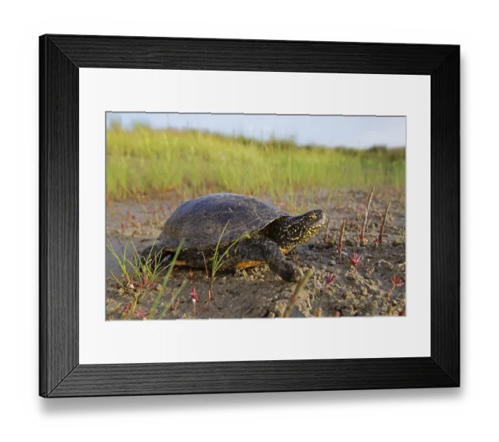 Framed Print : European pond turtle (Emys orbicularis)