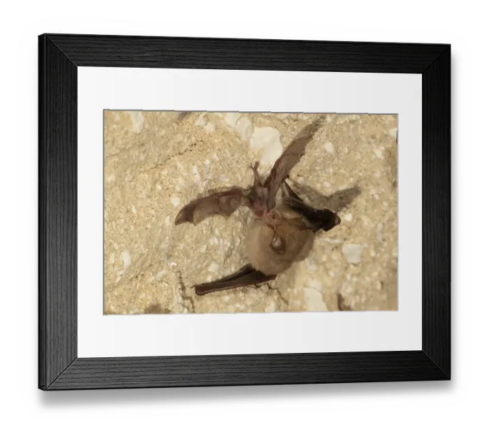 Framed Print : Lesser horseshoe bat (Rhinolophus hipposideros)