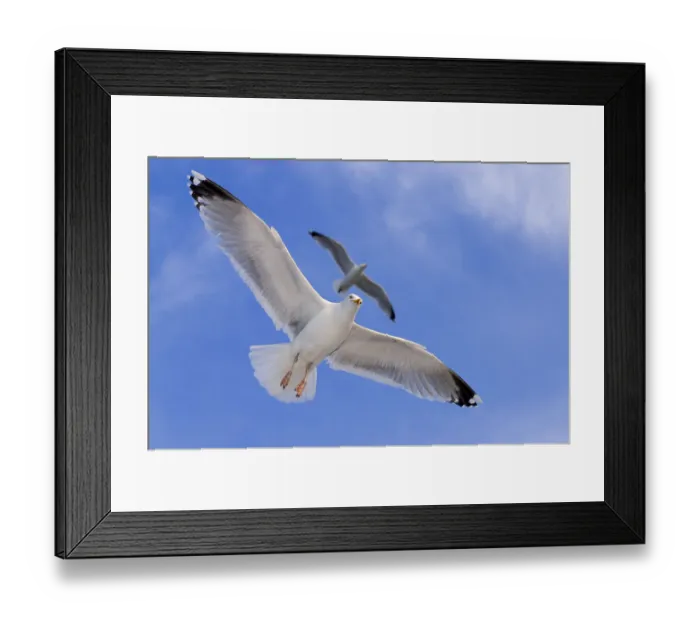 Framed Print : European herring gull (Larus argentatus) exempted