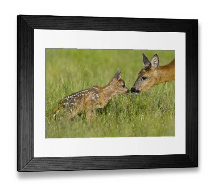 Framed Print : European roe deer (Capreolus capreolus) Doe with fawn Framed Print : European roe deer (Capreolus capreolus) Doe with fawn