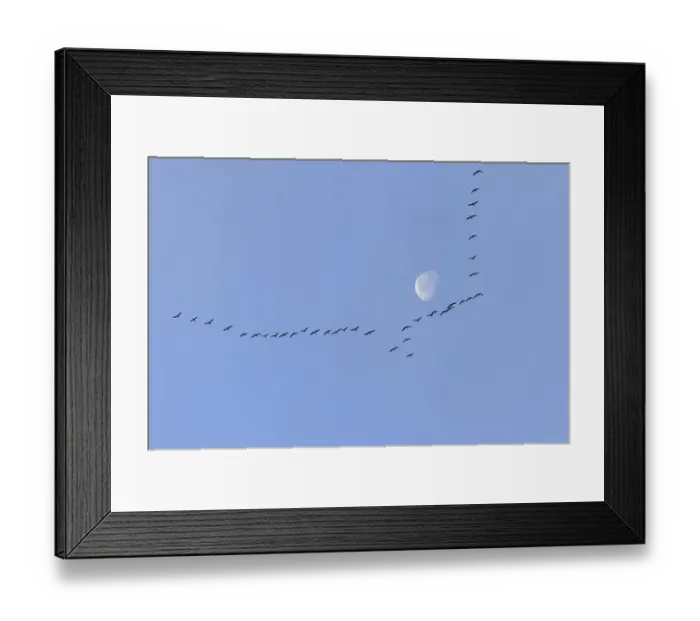 Framed Print : Blaessganese, Greater white-fronted goose (Anser albifrons) Blessgans