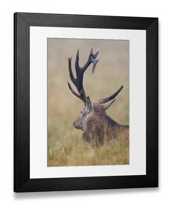 Framed Print : Red deer (Cervus elaphus) male