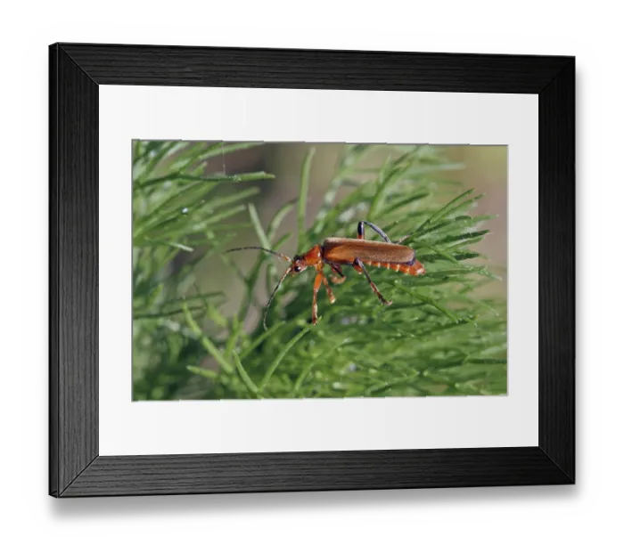 Framed Print : Common red soldier beetle (Rhagonycha fulva)