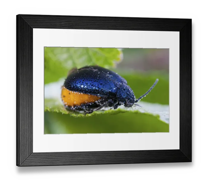 Framed Print : Agelastica alni (Agelastica alni) Framed Print : Agelastica alni (Agelastica alni)