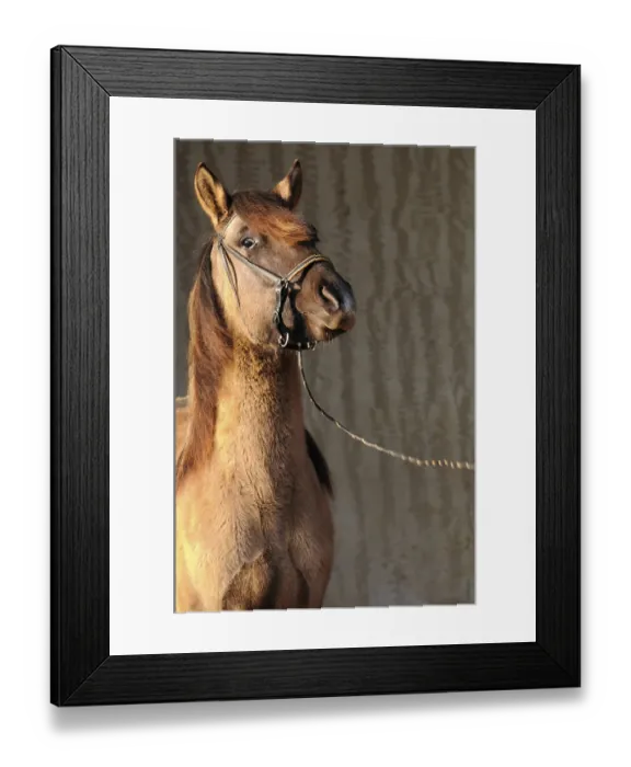 Framed Print : Paso Fino, young stallion, grey dun
