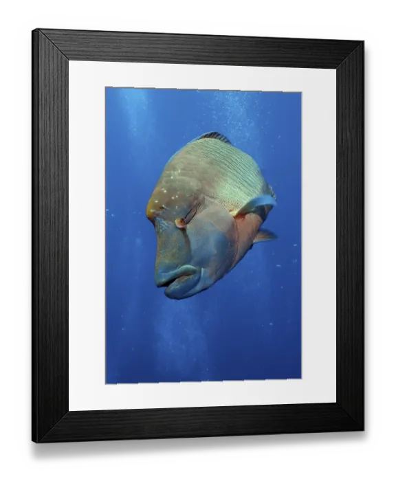 Framed Print : Humphead Wrasse (Cheilinus undulatus) Framed Print : Humphead Wrasse (Cheilinus undulatus)