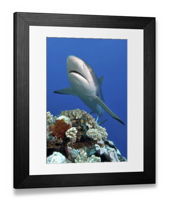 Framed Print : Grey reef shark (Carcharhinus amblyrhynchos)