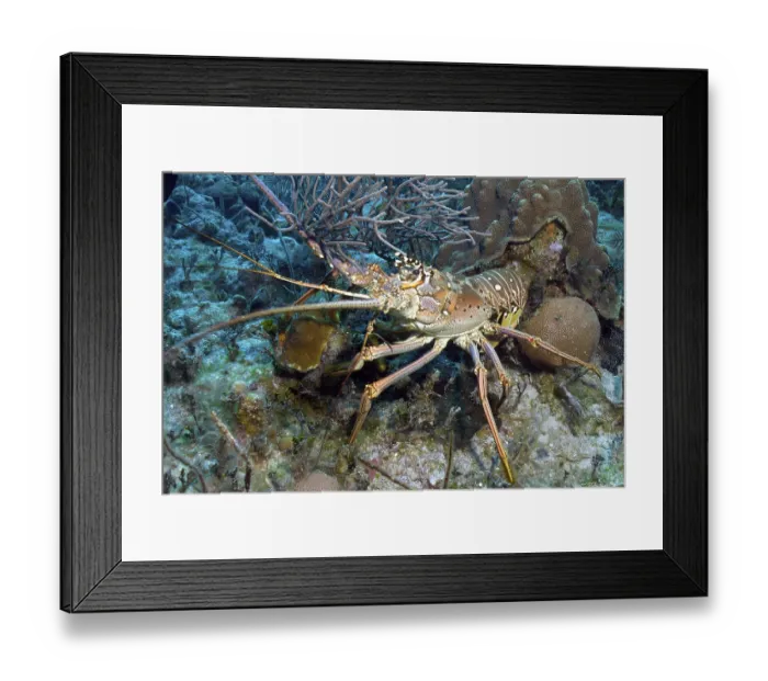 Framed Print : Caribbean spiny crayfish (Panulirus argus)