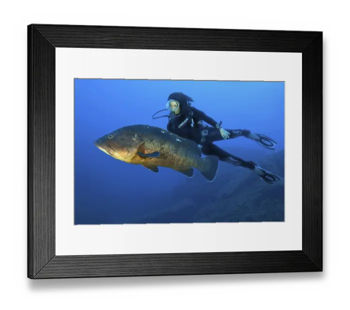 Framed Print : Dusky grouper (Epinephelus marginatus) and diver