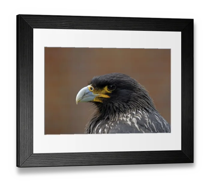 Framed Print : Striated Caracara (Phalcoboenus australis) Framed Print : Striated Caracara (Phalcoboenus australis)