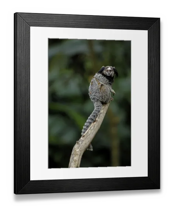 Framed Print : Black-tufted marmoset (Callithrix penicillata) Framed Print : Black-tufted marmoset (Callithrix penicillata)