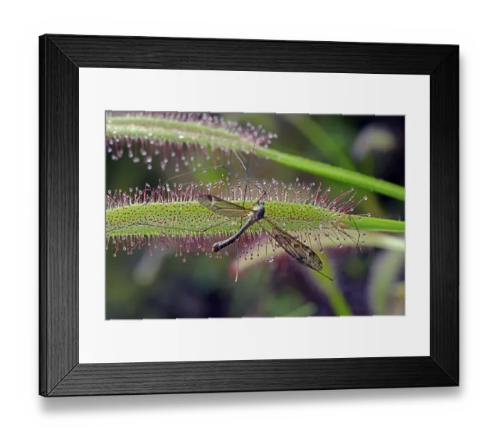 Framed Print : Snake caught from cape sundew (Drosera capensis)