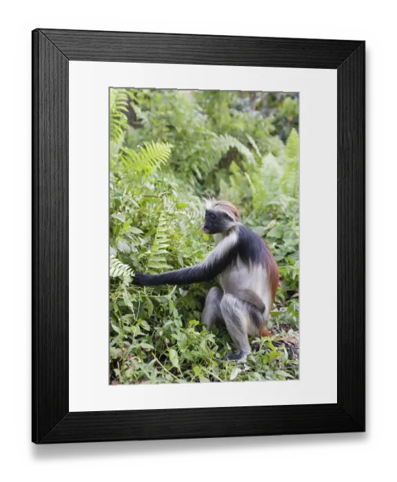 Framed Print : Zanzibar red colobus (Procolobus kirkii)