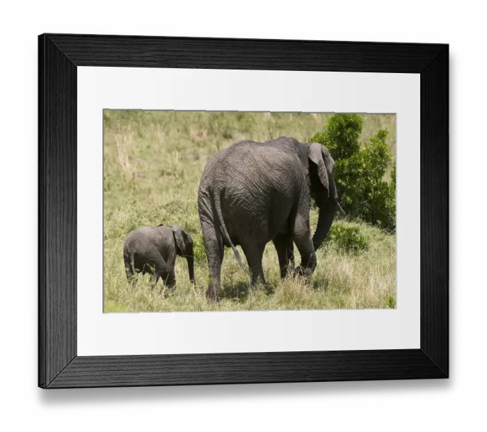 Framed Print : African Elephant (Loxodonta africana) and calf Framed Print : African Elephant (Loxodonta africana) and calf