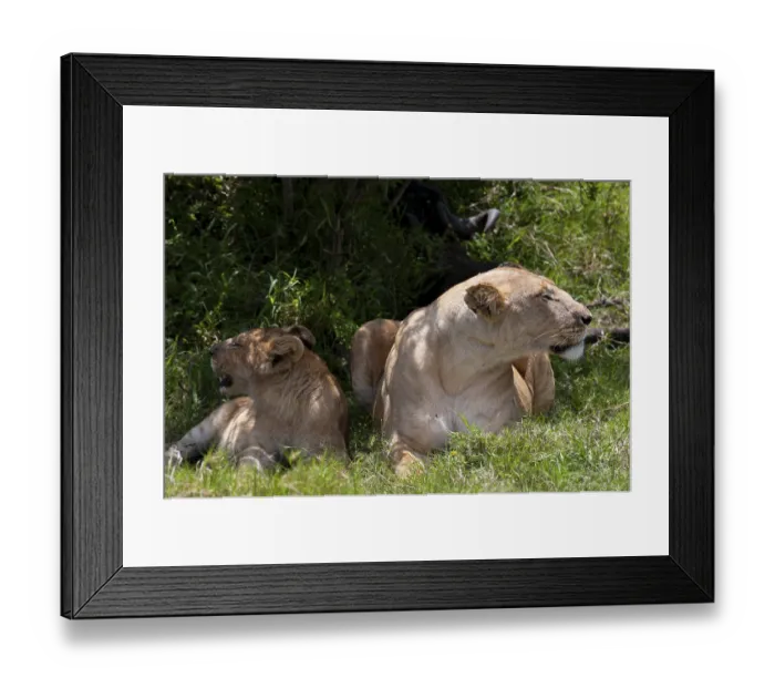 Framed Print : Lions (Panthera leo), Masai Mara Framed Print : Lions (Panthera leo), Masai Mara