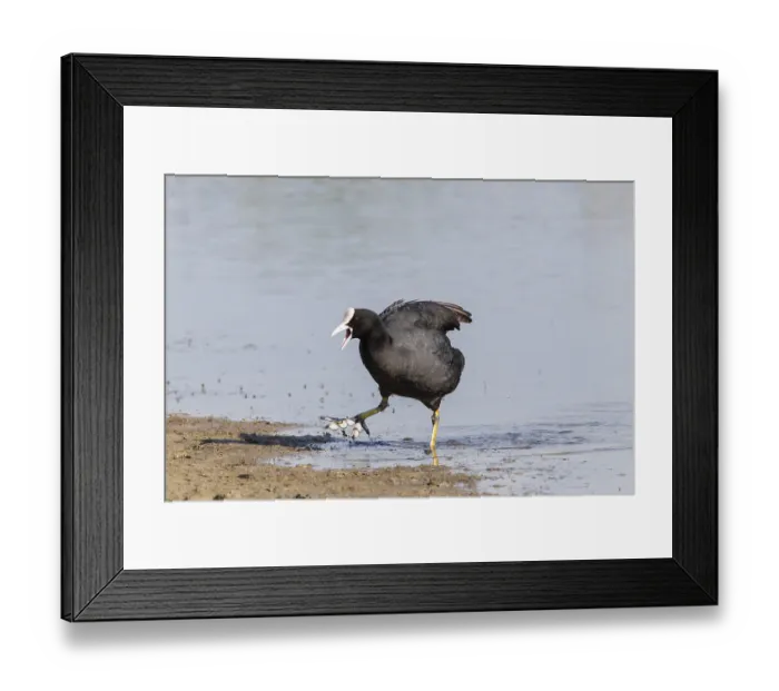 Framed Print : Coot (Fulica atra), calling, Fehmarn Framed Print : Coot (Fulica atra), calling, Fehmarn