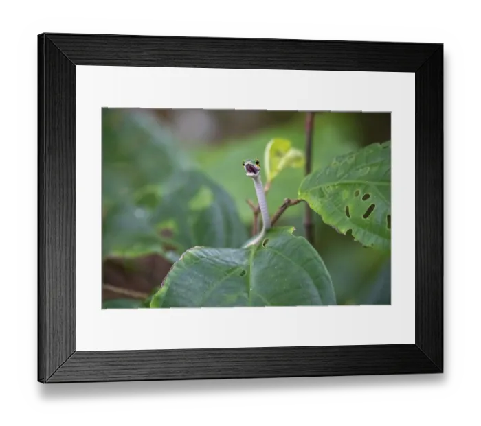 Framed Print : Snake, Costa Rica, Central America