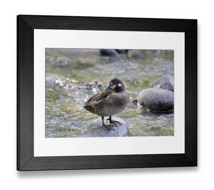 Framed Print : Harlequin Duck (Histrionicus histrionicus)