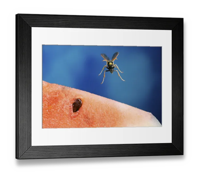 Framed Print : Paper Wasp (Polistes gallicus)