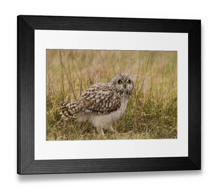 Framed Print : Sumpfohreule, Short-eared (Asio flammeus) Owl