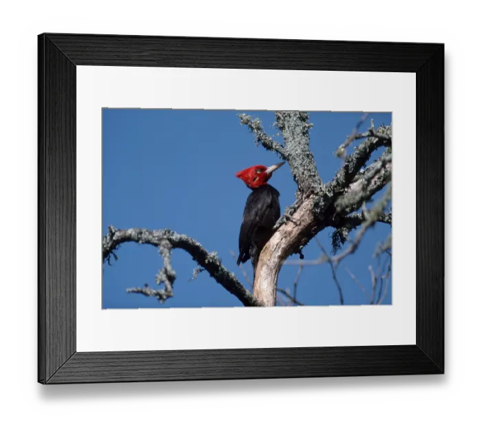 Framed Print : Cream-backed Woodpecker (Campephilus leucopogon)