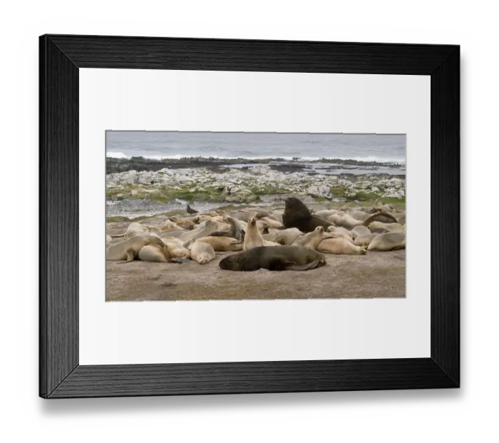 Framed Print : Hooker's Sea Lion (Phocarctos hookeri)