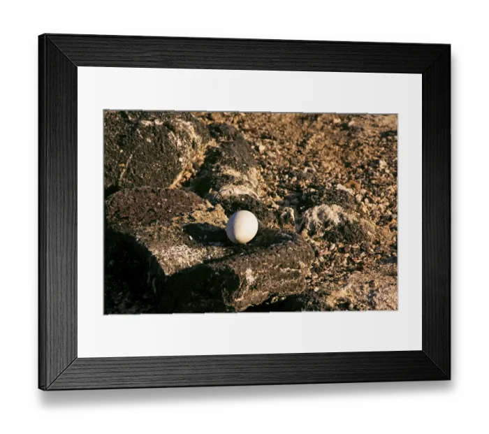 Framed Print : Flightless Cormorant (Phalacrocorax harrisi)