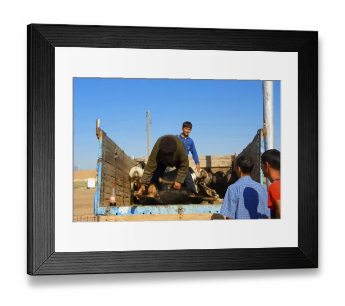 Framed Print : Tolkutscha bazaar, sheep and goats on trucks