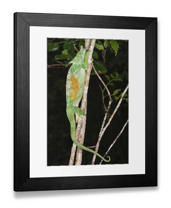 Framed Print : Parson's chameleon (Calumma parsonii)