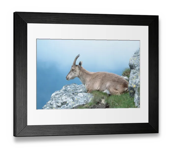 Framed Print : Alpine ibex (Capra ibex), Europe