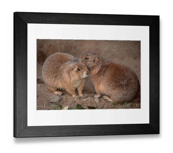 Framed Print : Black-tailed Prairie Dogs (Cynomys ludovicianus) Framed Print : Black-tailed Prairie Dogs (Cynomys ludovicianus)