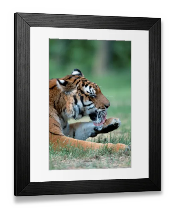 Framed Print : Bengal Tiger (Panthera tigris tigris)