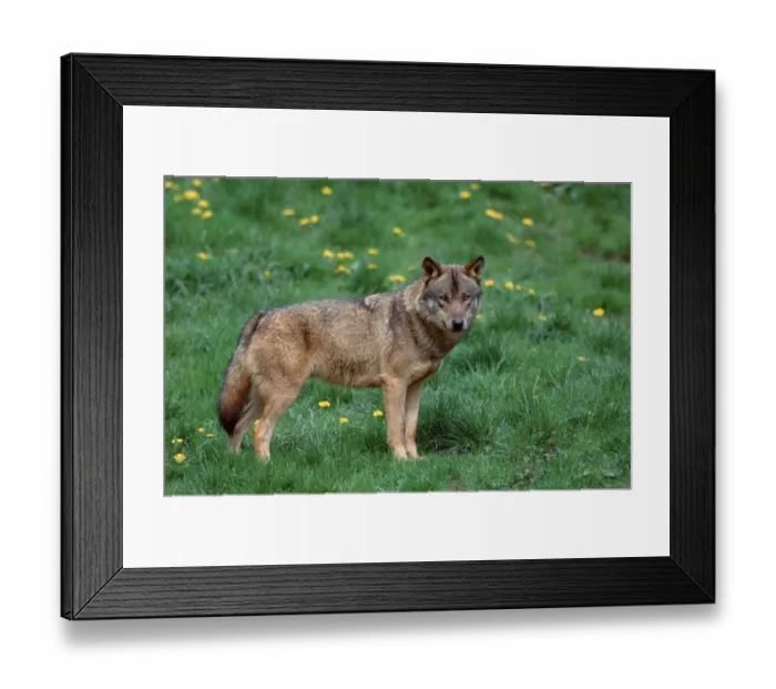 Framed Print : Grey Wolf (Canis lupus)
